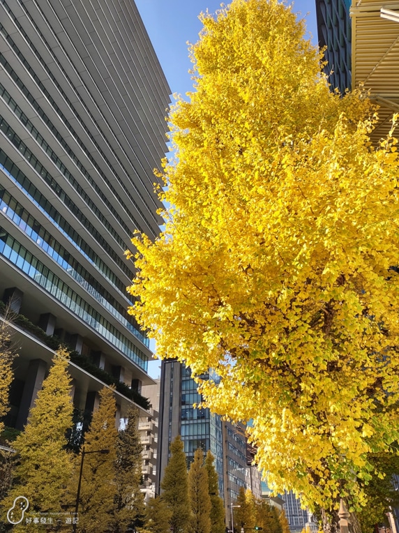 You can find Beautiful Ginkgo Trees (銀杏) everywhere at Tokyo City