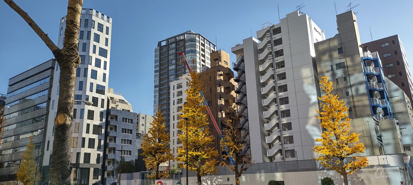 Ginkgo Trees alongside the streets at Ginza area