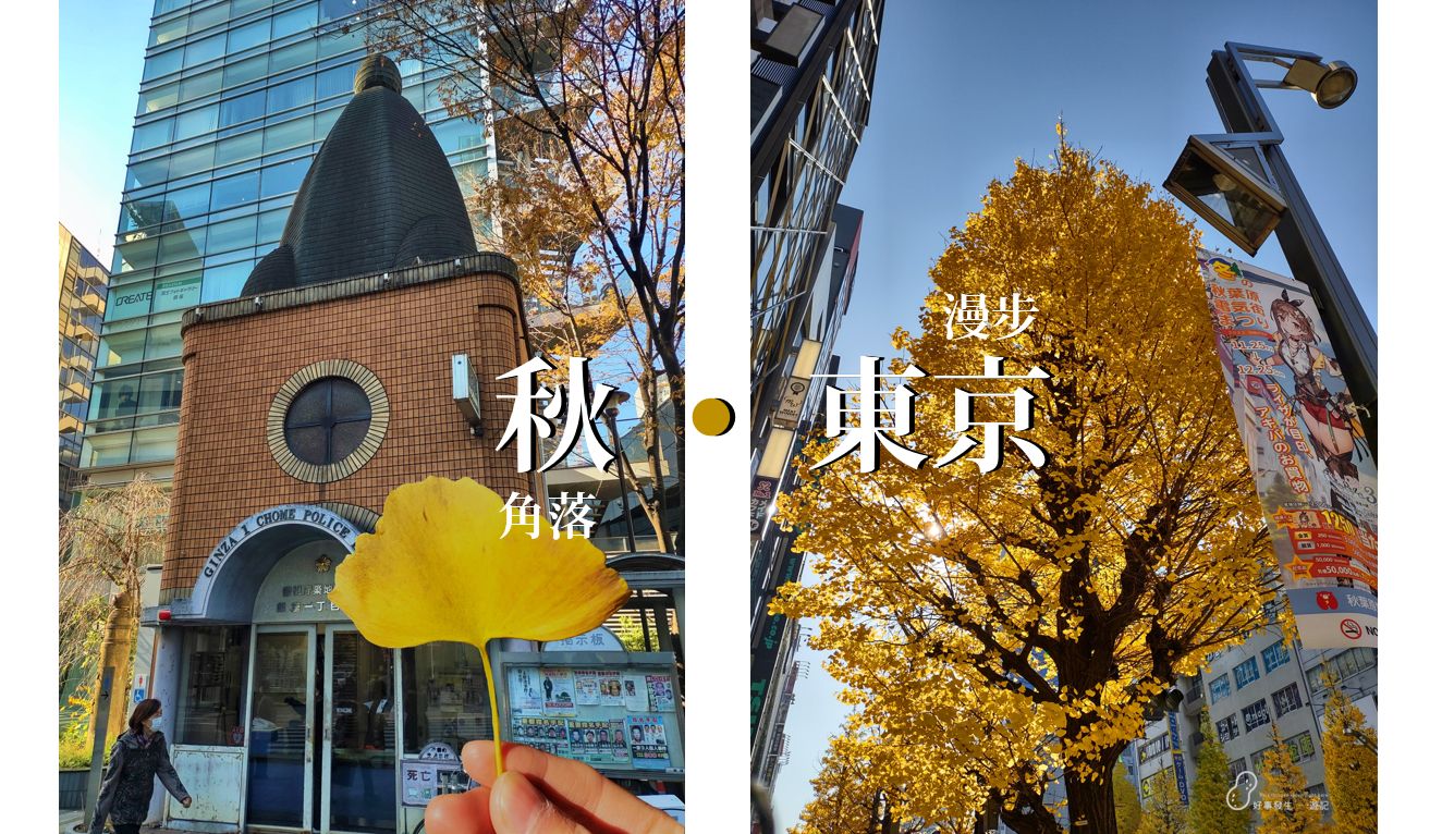 Ginkgo trees represent the Autumn Color In Tokyo [東京秋色]