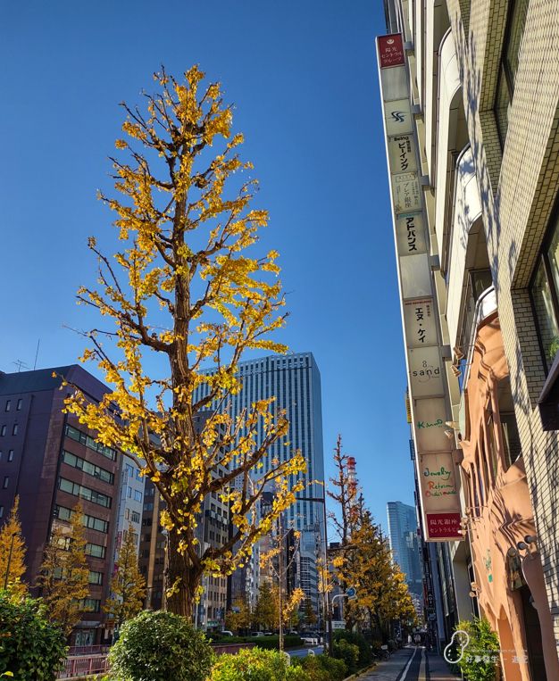 You can find beautiful Ginkgo Trees all over the corners at Ginza Tokyo